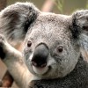 awatar koala