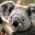 avatar koala